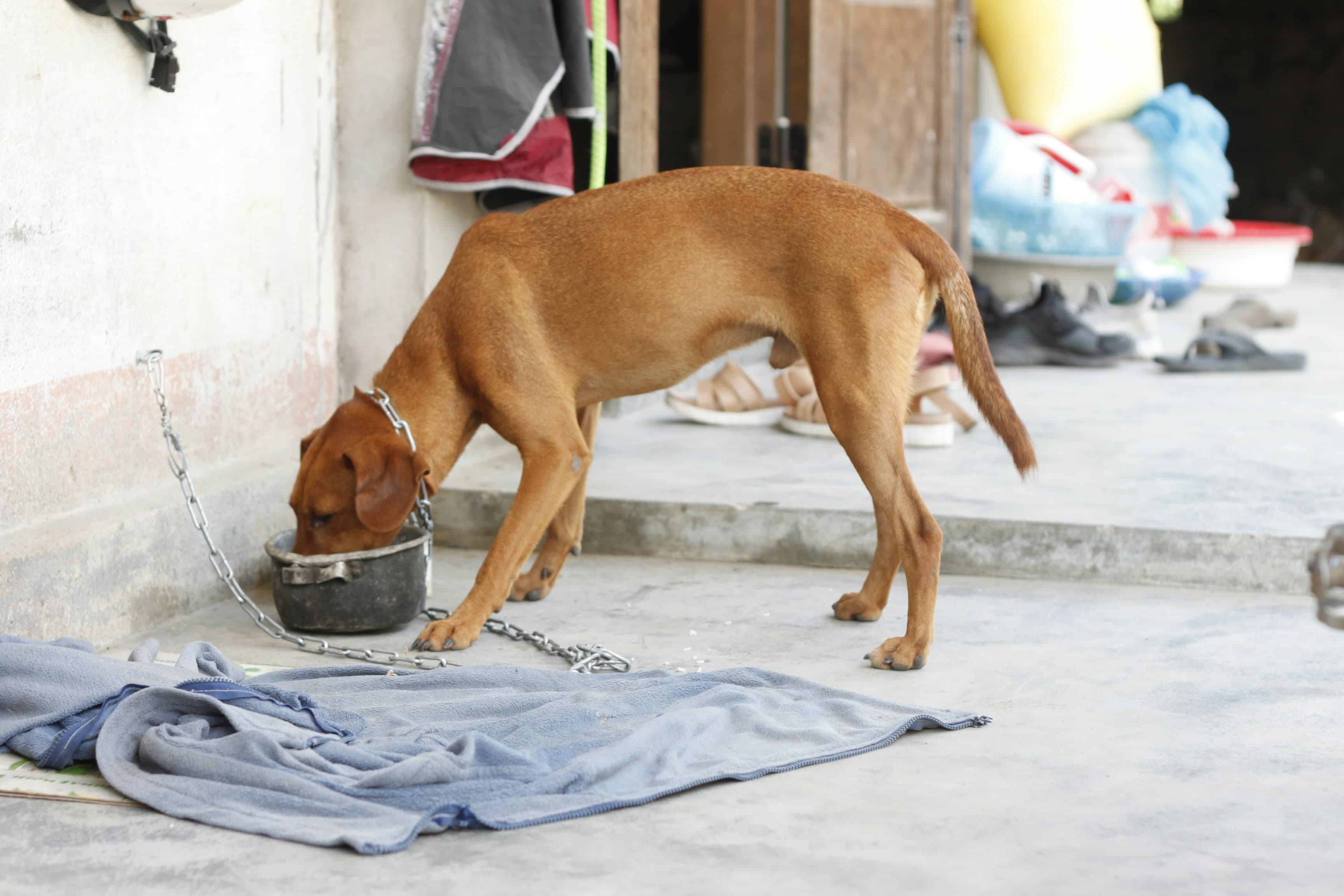 Animal Welfare